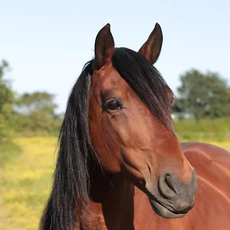 Relais De Chasse La Chaignaie Couette-café Saint-Hilaire-de-Loulay