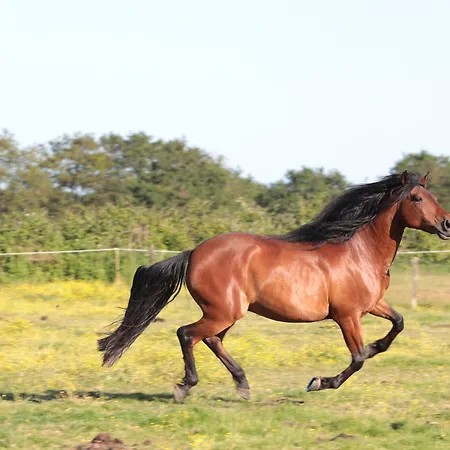 Relais De Chasse La Chaignaie Saint-Hilaire-de-Loulay
