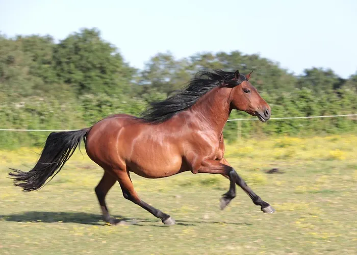 Couette-café Relais De Chasse La Chaignaie