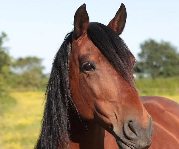 Relais De Chasse La Chaignaie Couette-café Saint-Hilaire-de-Loulay