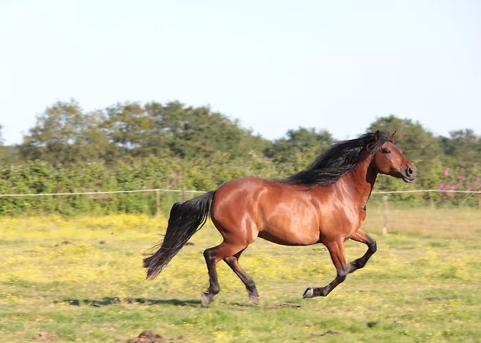 Relais De Chasse La Chaignaie Saint-Hilaire-de-Loulay